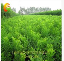 天狼網(wǎng) 一站式花卉園林采購平臺，連接淘寶與綠化工程